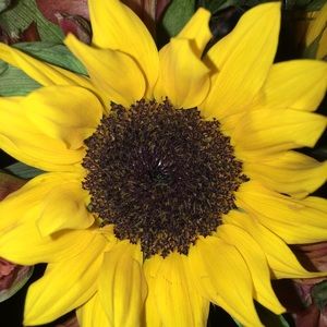 Meet your Posher, Jaidin